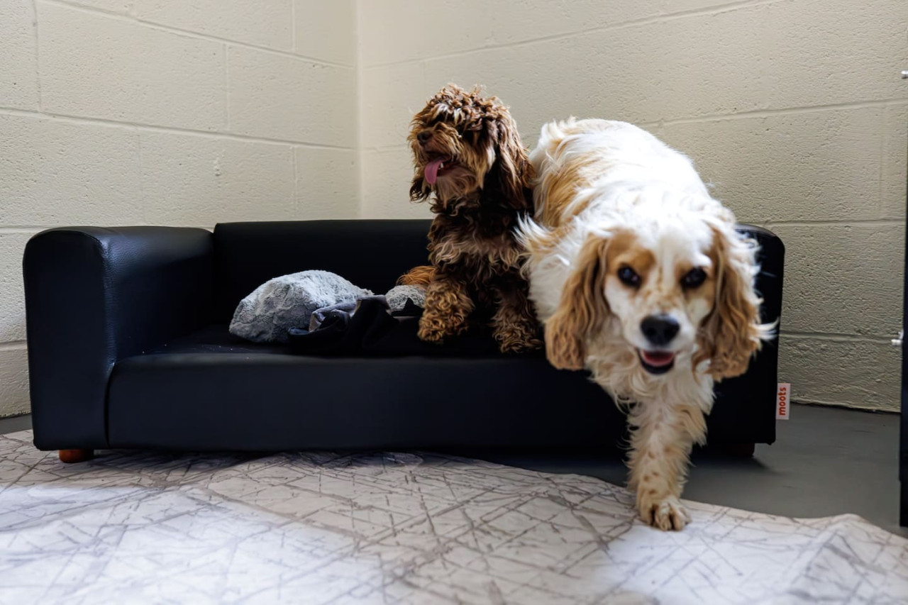 The Cooper Home, Dogs Welcome!