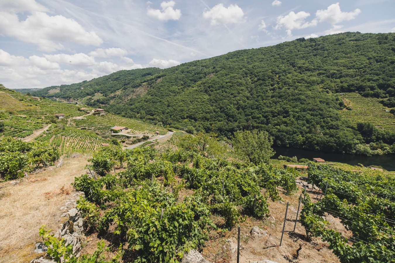 Vineyards & Miño Views · Ribeira Sacra — foto 27