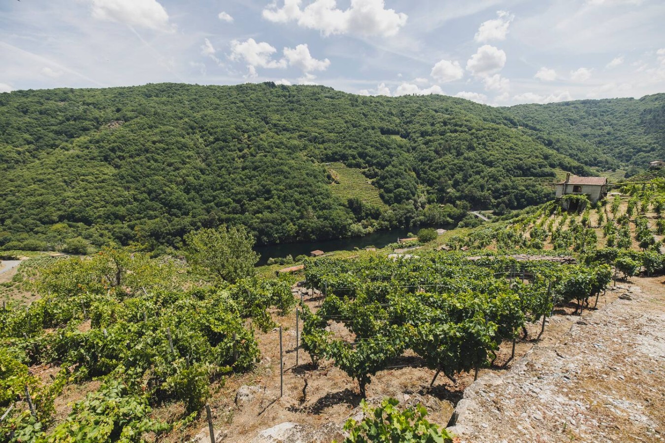 Vineyards & Miño Views · Ribeira Sacra — foto 26