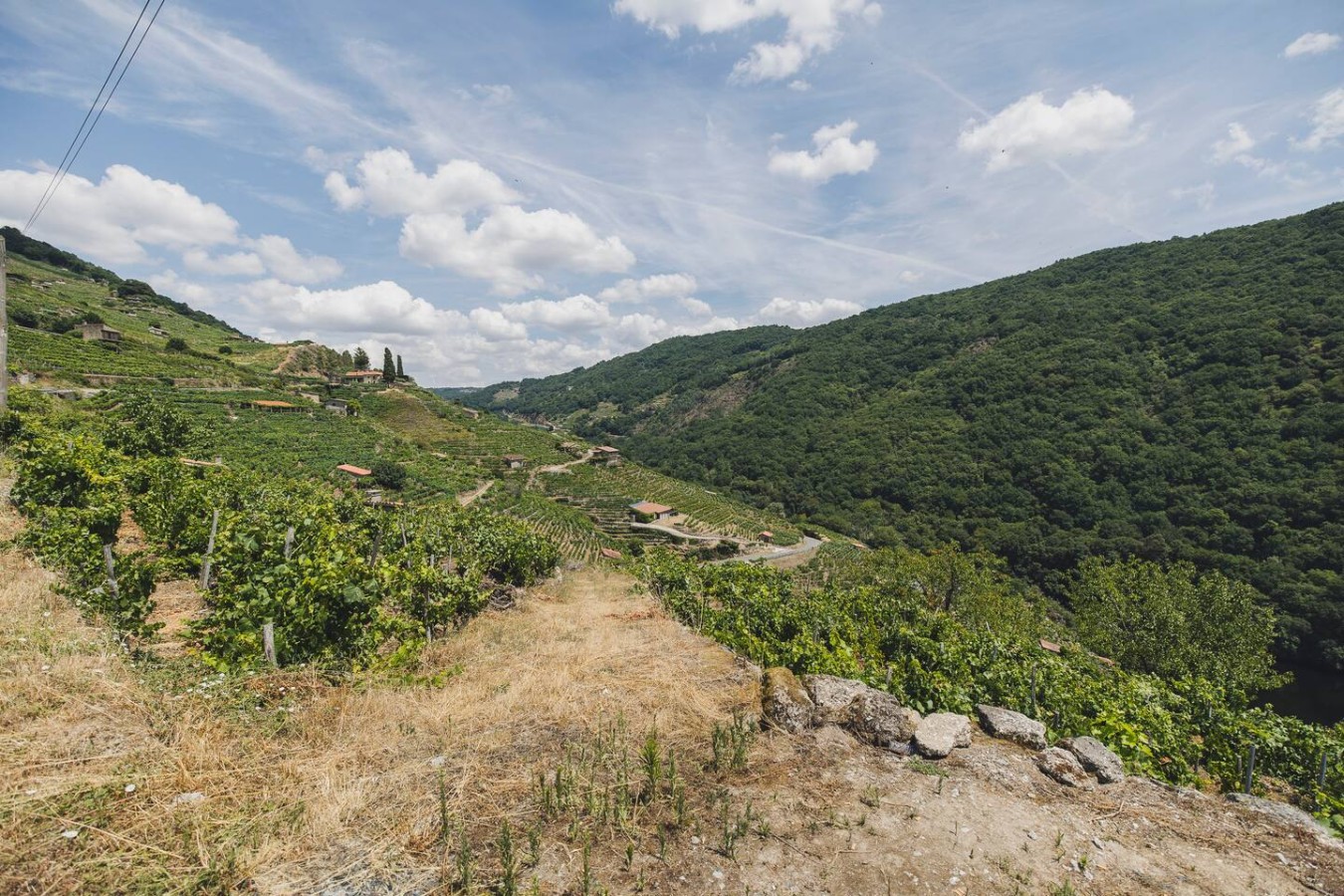 Vineyards & Miño Views · Ribeira Sacra — foto 25