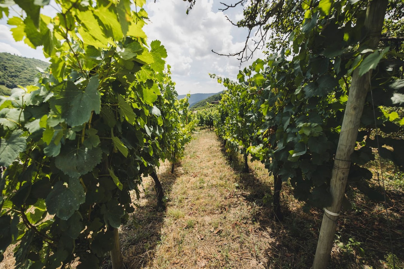 Vineyards & Miño Views · Ribeira Sacra — foto 28