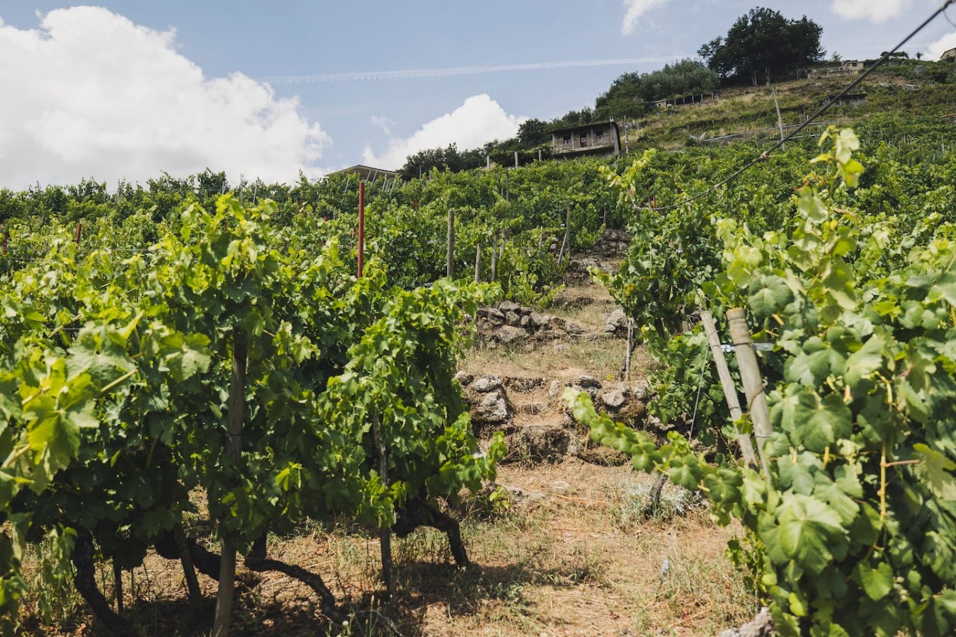Vineyards & Miño Views · Ribeira Sacra — foto 29
