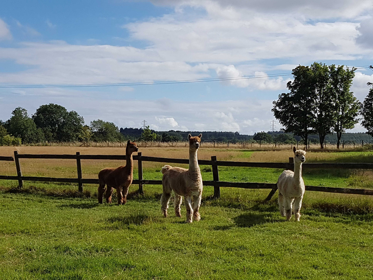 Rural Canterbury | Sheep Shed | Barn Conversion on a Farm | sleeps 4 in The Sheep Shed, Mill Lane, Courthope Farm - Property image 42 - VivreStays