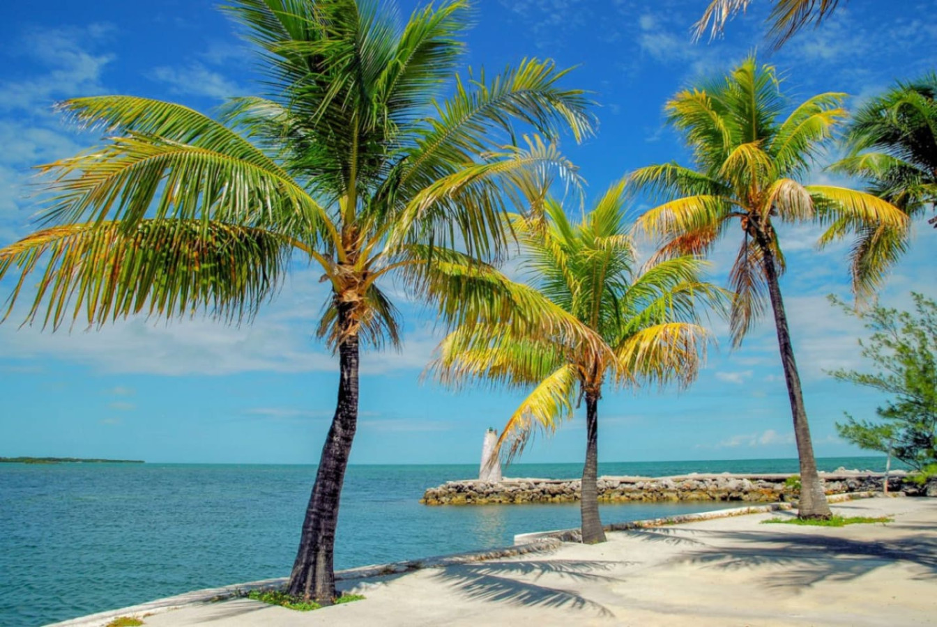 Palm trees line a stretch of Florida coastline, the kind of view this part of the state is known for.