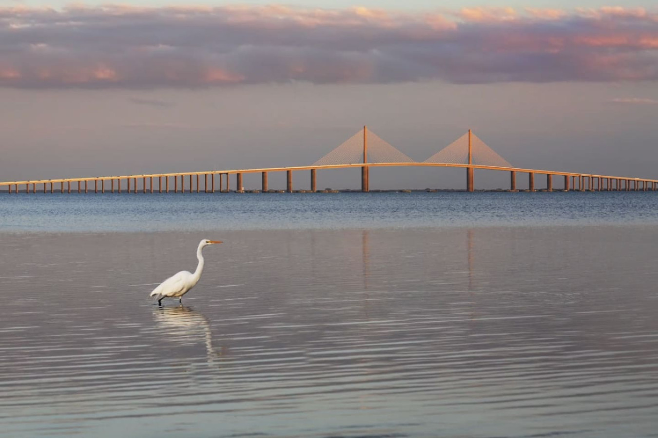 The Sunshine Skyway Bridge stretches across Tampa Bay, photographed here with a heron in the foreground.