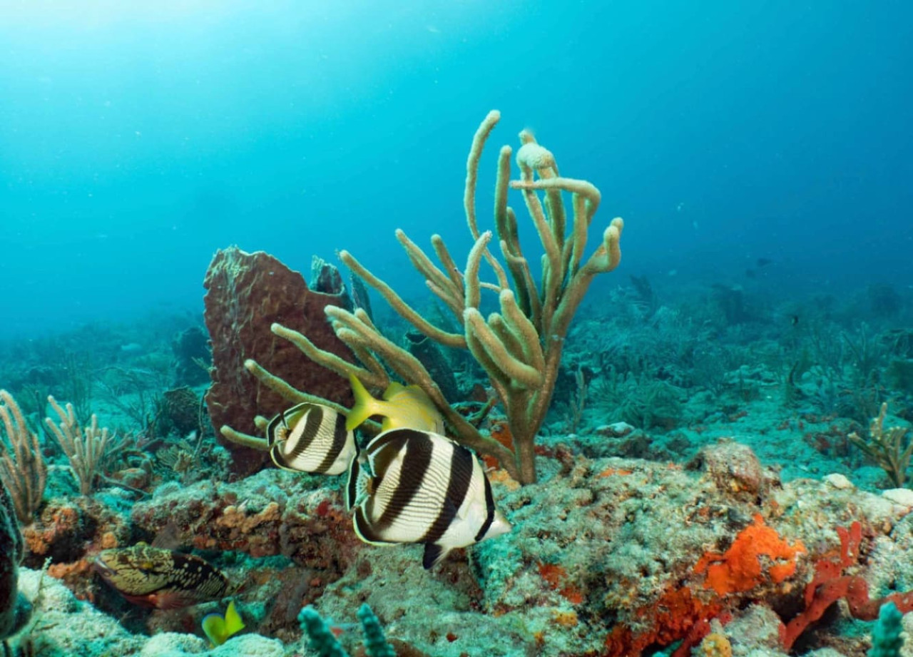 Snorkeling and scuba diving are popular along this stretch of the Florida coast. This particular shot gives a general sense of what's nearby, not a photo of the property itself.