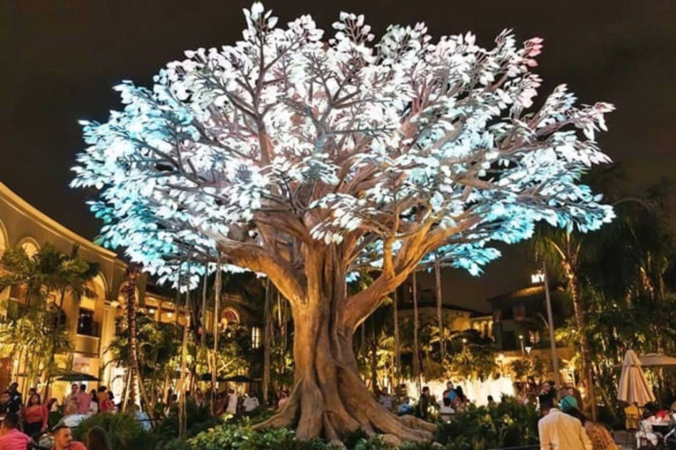 The Wishing Tree in downtown Rosemary Square, known locally for its changing colors.