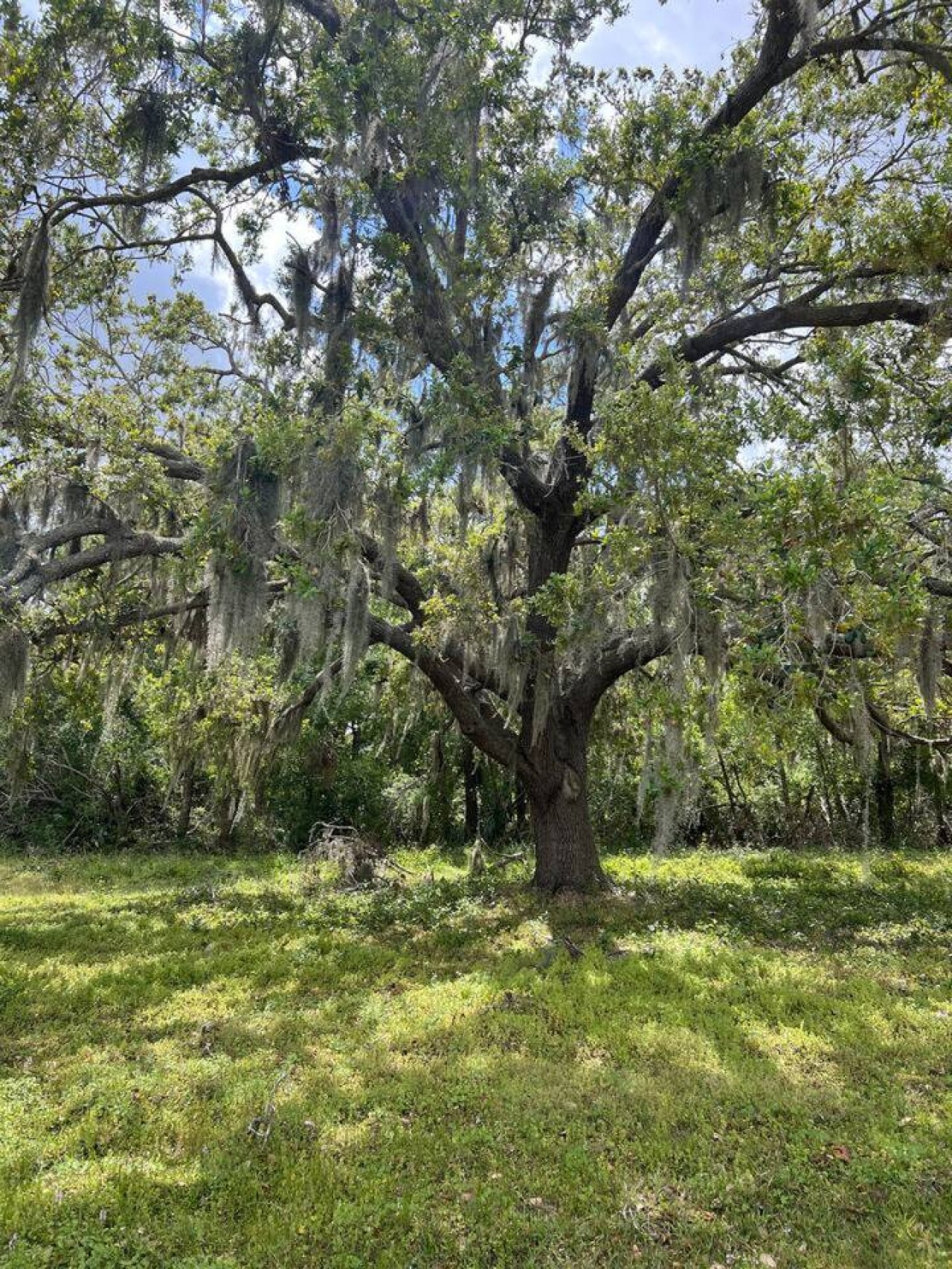 An oak tree on the property, Spanish moss draped from its branches, the kind of tree that's been there longer than the house.