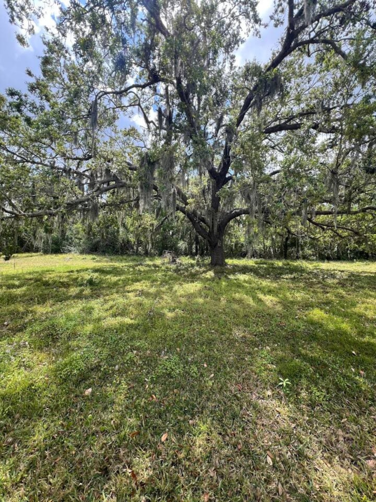 A closer look at the same oak, moss hanging thick enough to shade a whole gathering underneath it.