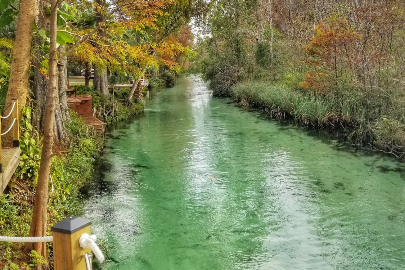 The river running clear between cypress and grasses
