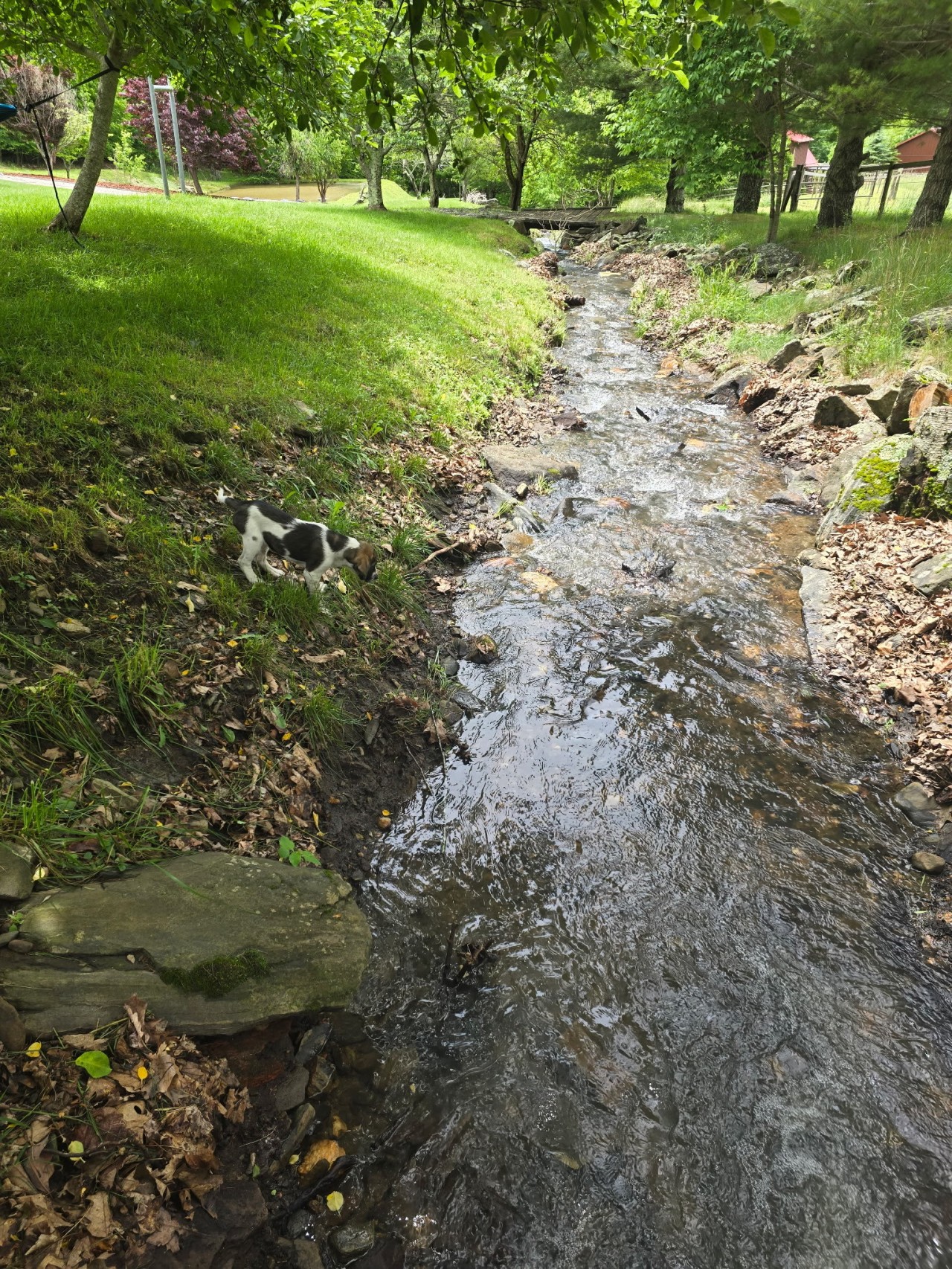 The creek runs right through the yard.jpg