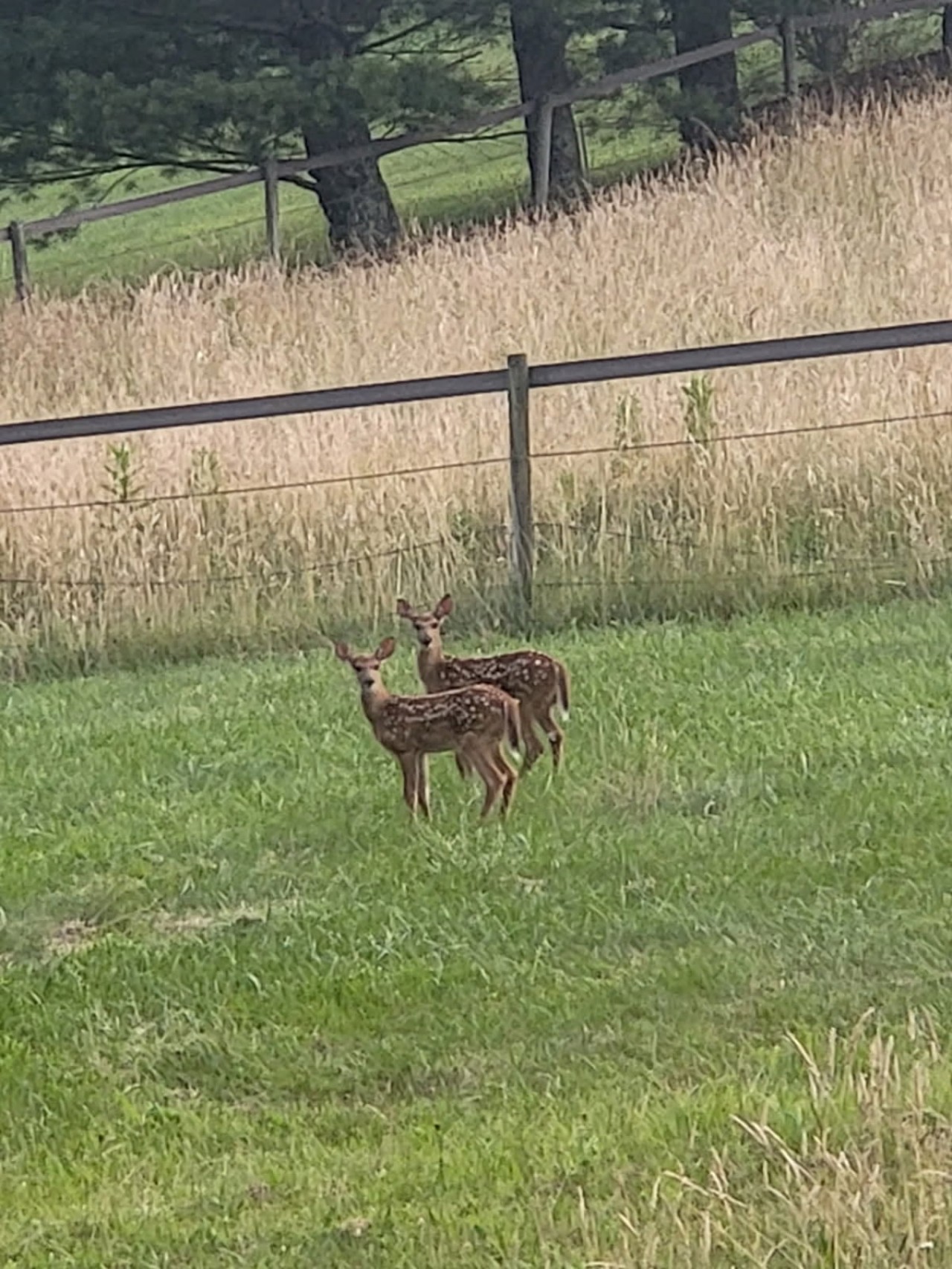 Deer on the property.jpg