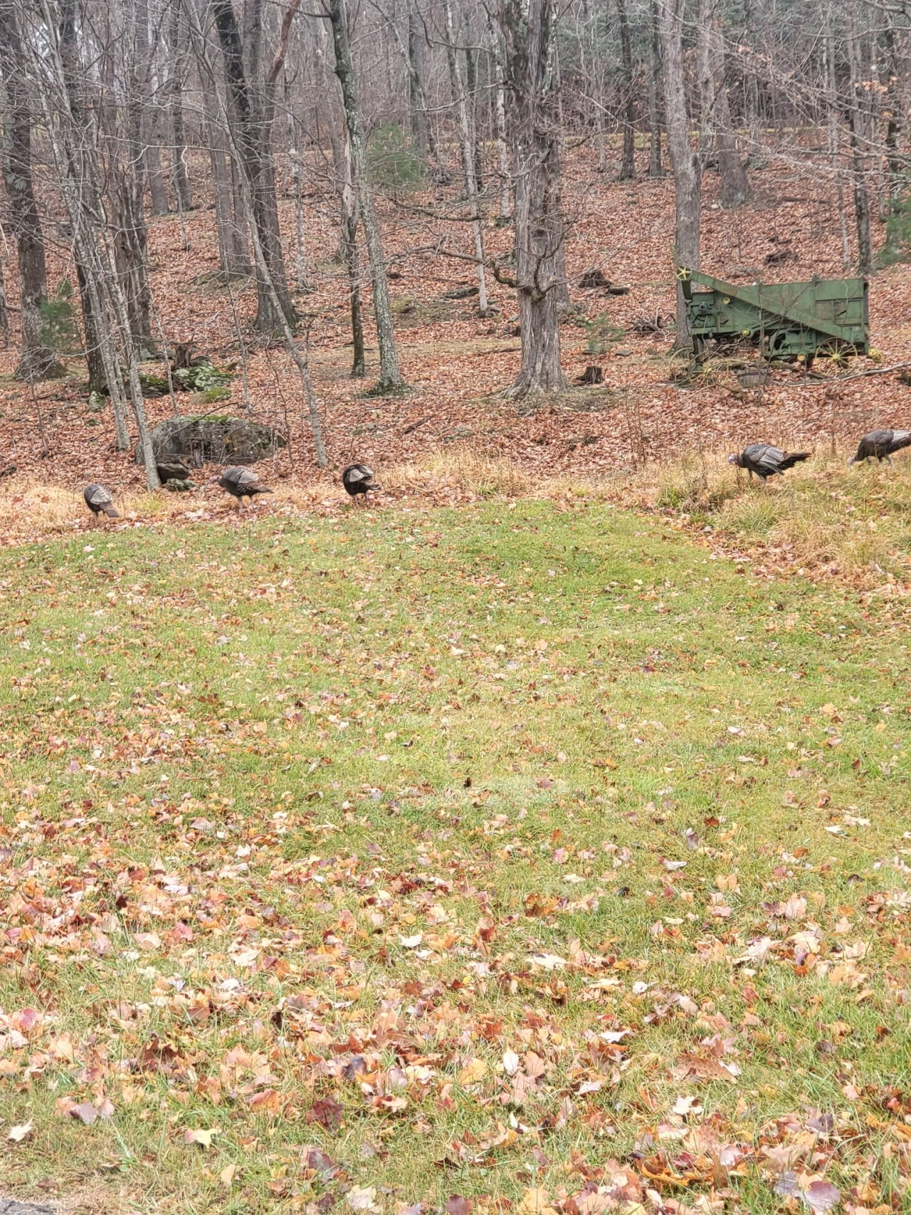 Wild turkeys on the lawn.jpg