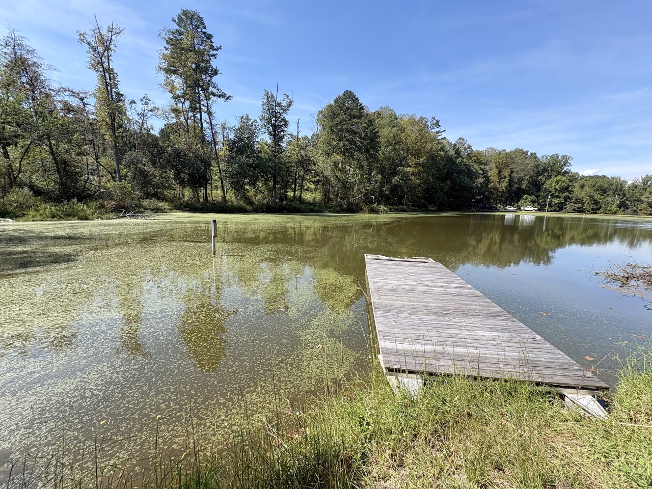 Dock and pond.jpg