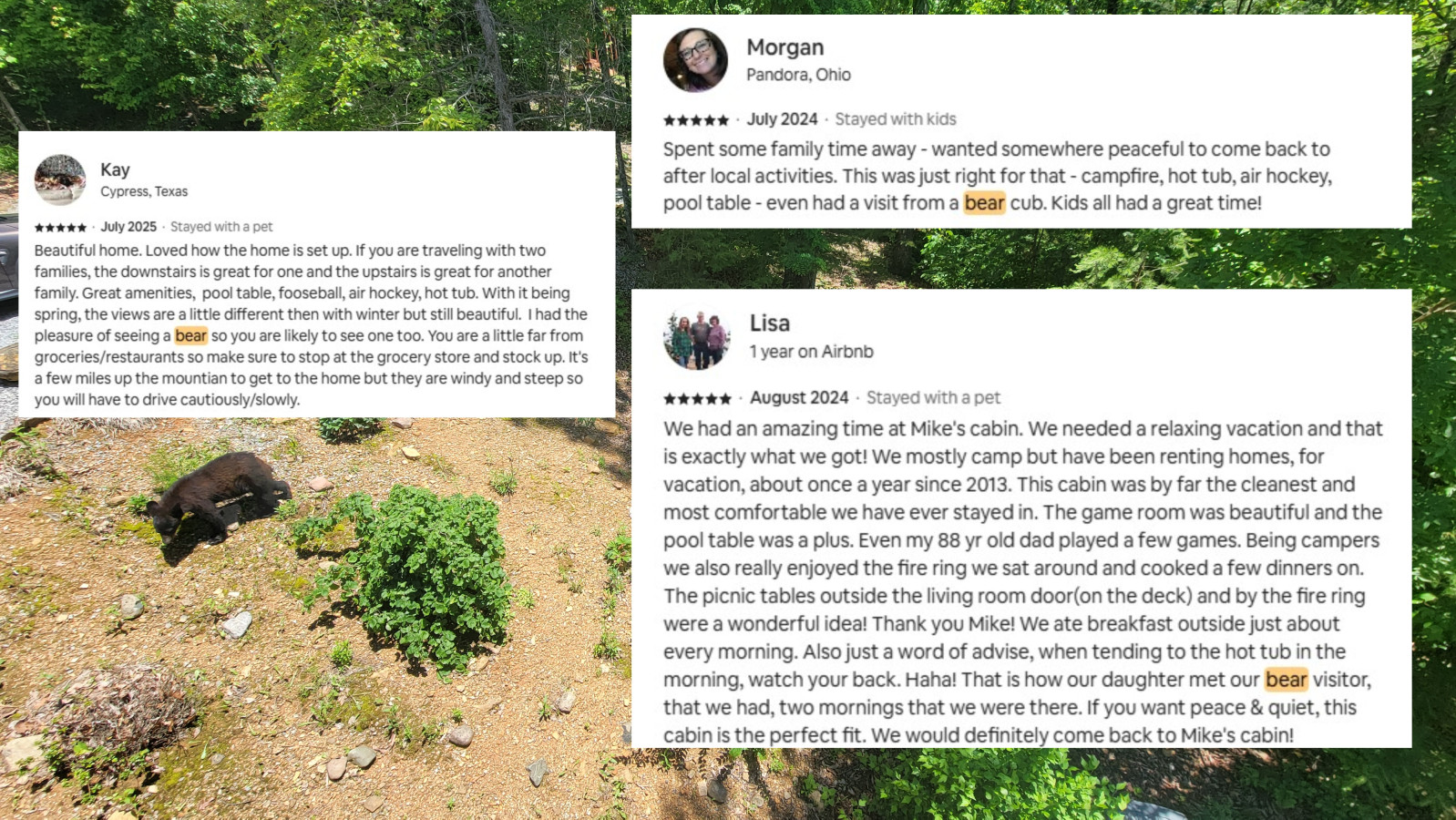 Smoky Mountain cabin, bear sightings, wildlife experience, guest favorite 3