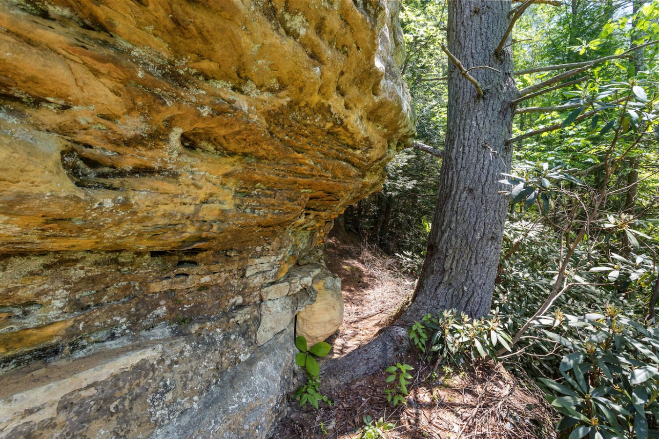 Knotty By Nature photo 43