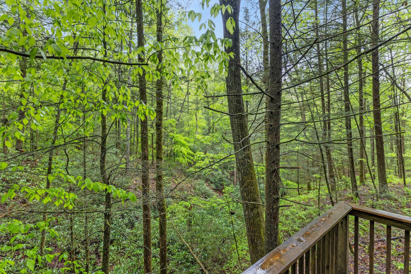 Fern Grove photo 29