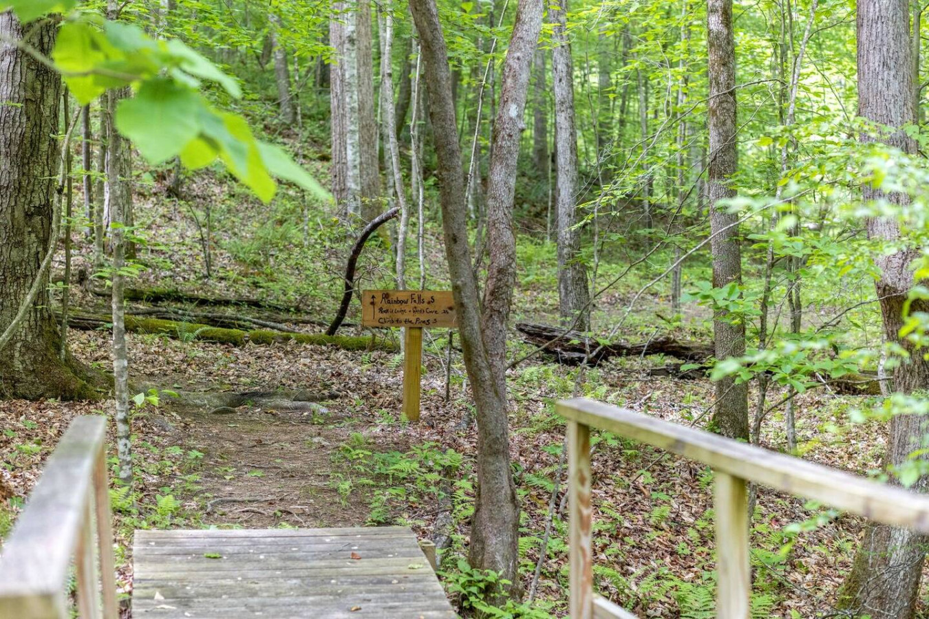 Beech Timber photo 67