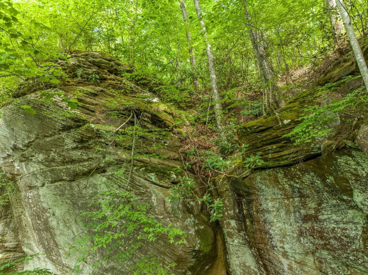 Beech Timber photo 68