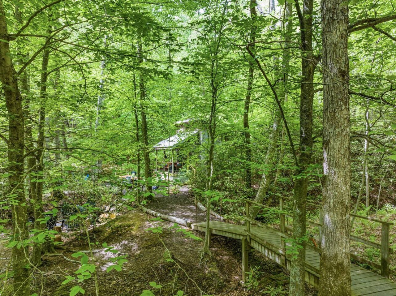 Beech Timber photo 18