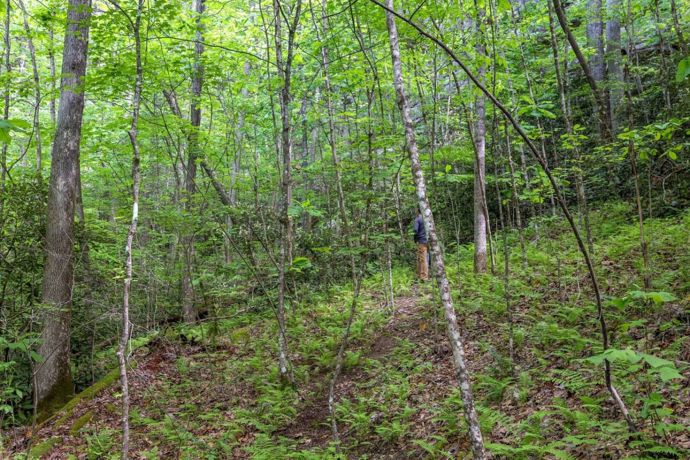Beech Timber photo 59