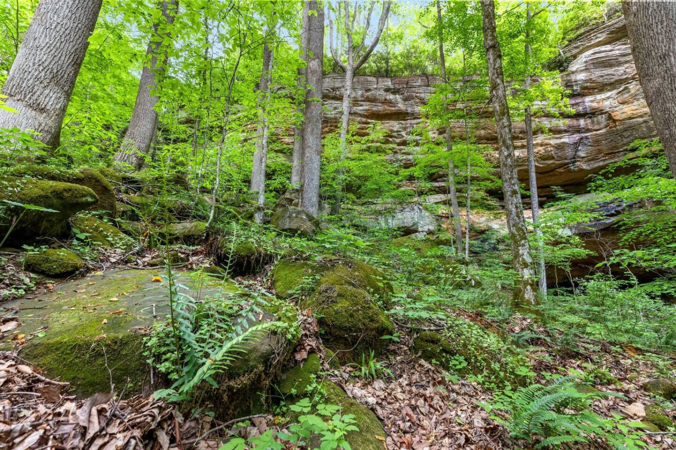 Beech Timber photo 63