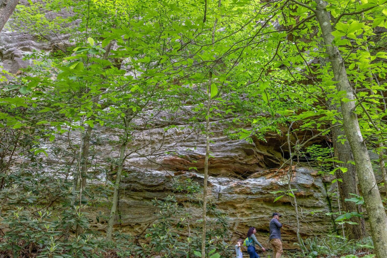 Beech Timber photo 57