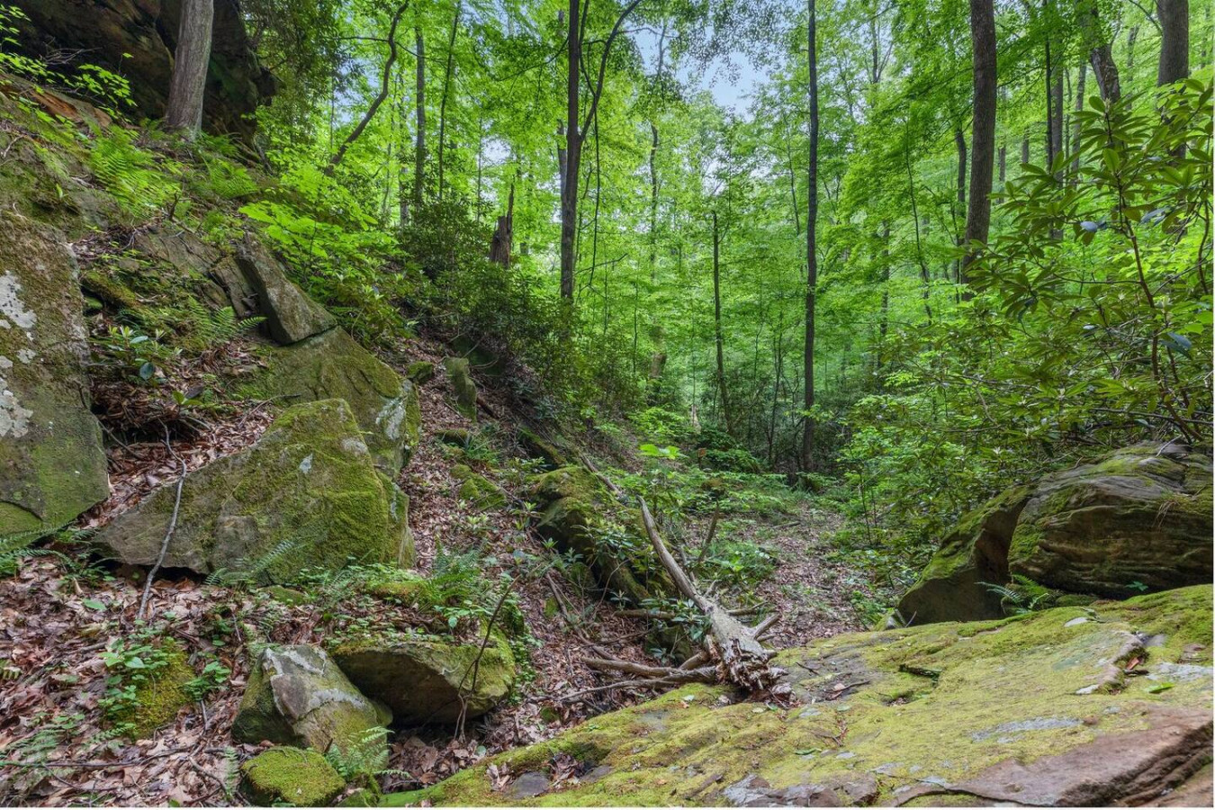Beech Timber photo 62