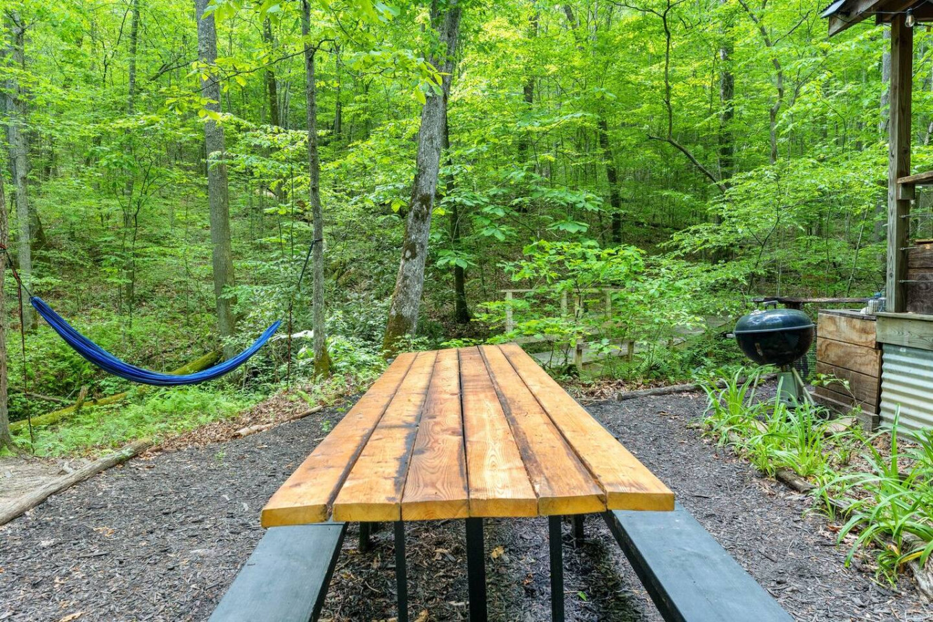 Beech Timber photo 10