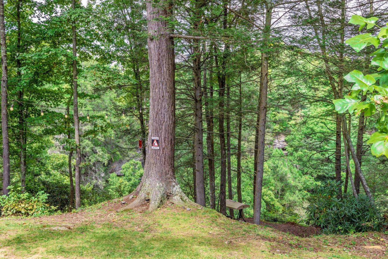 Hemlocks Over Muir photo 21