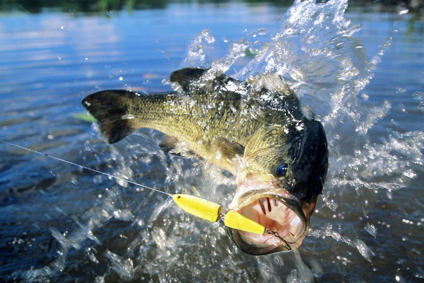 Private Boat Slip | Fish Off Your Own Private Dock - The Bahamas