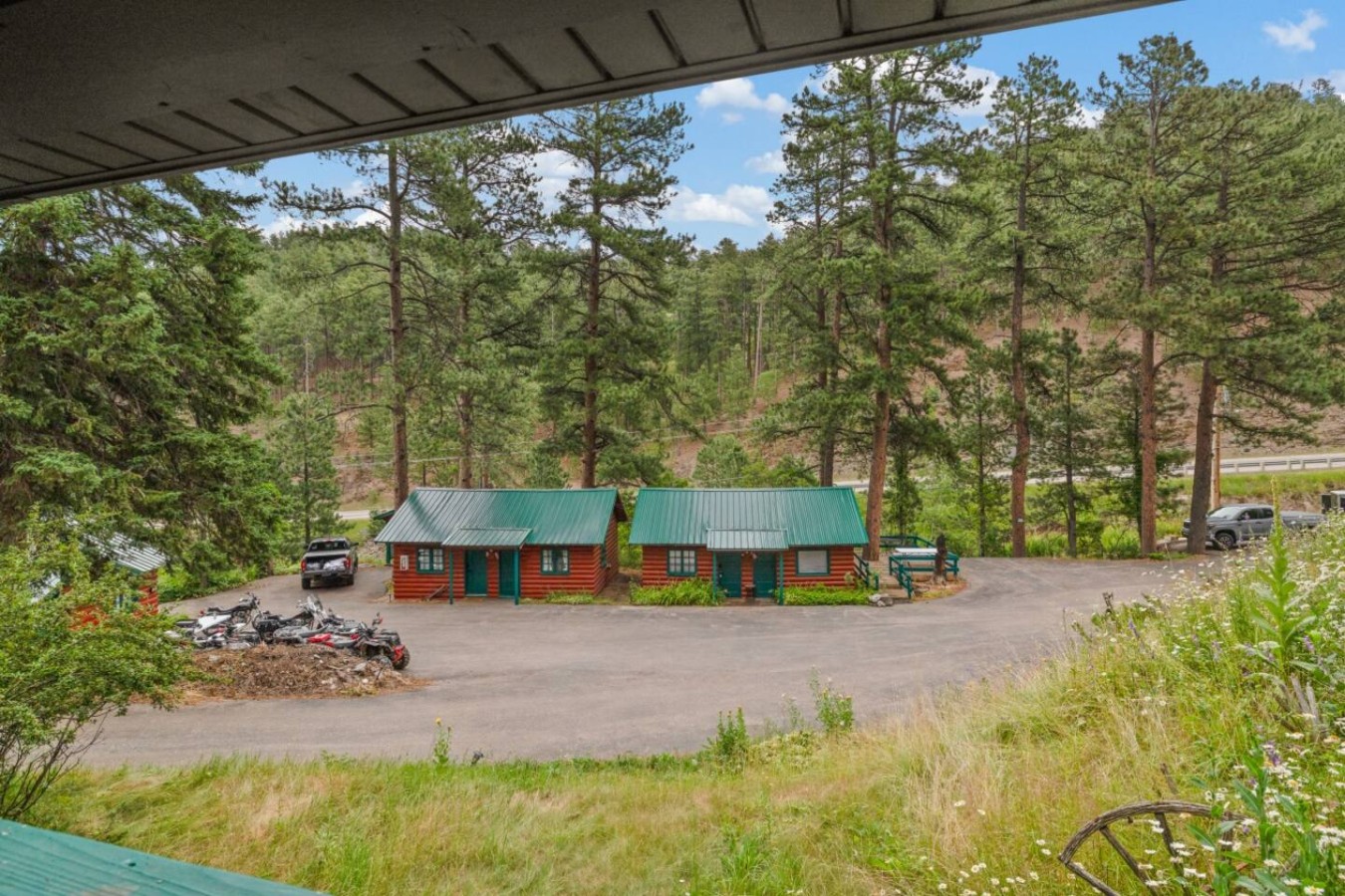 bear-ponderosa-29