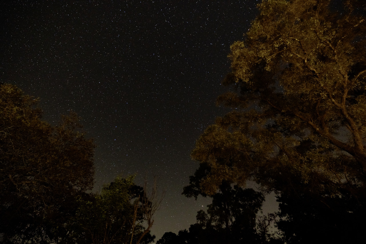 Three Cedars