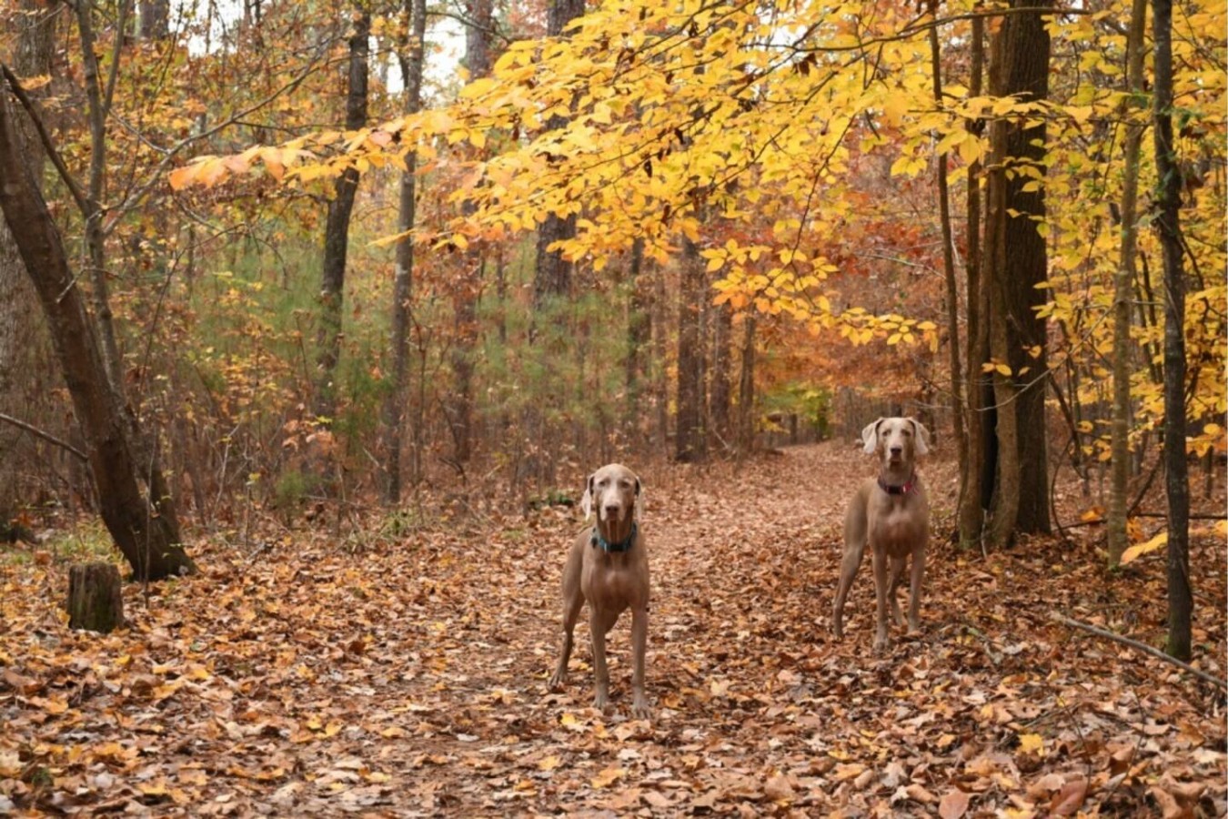 Your Furry friends are most welcome!