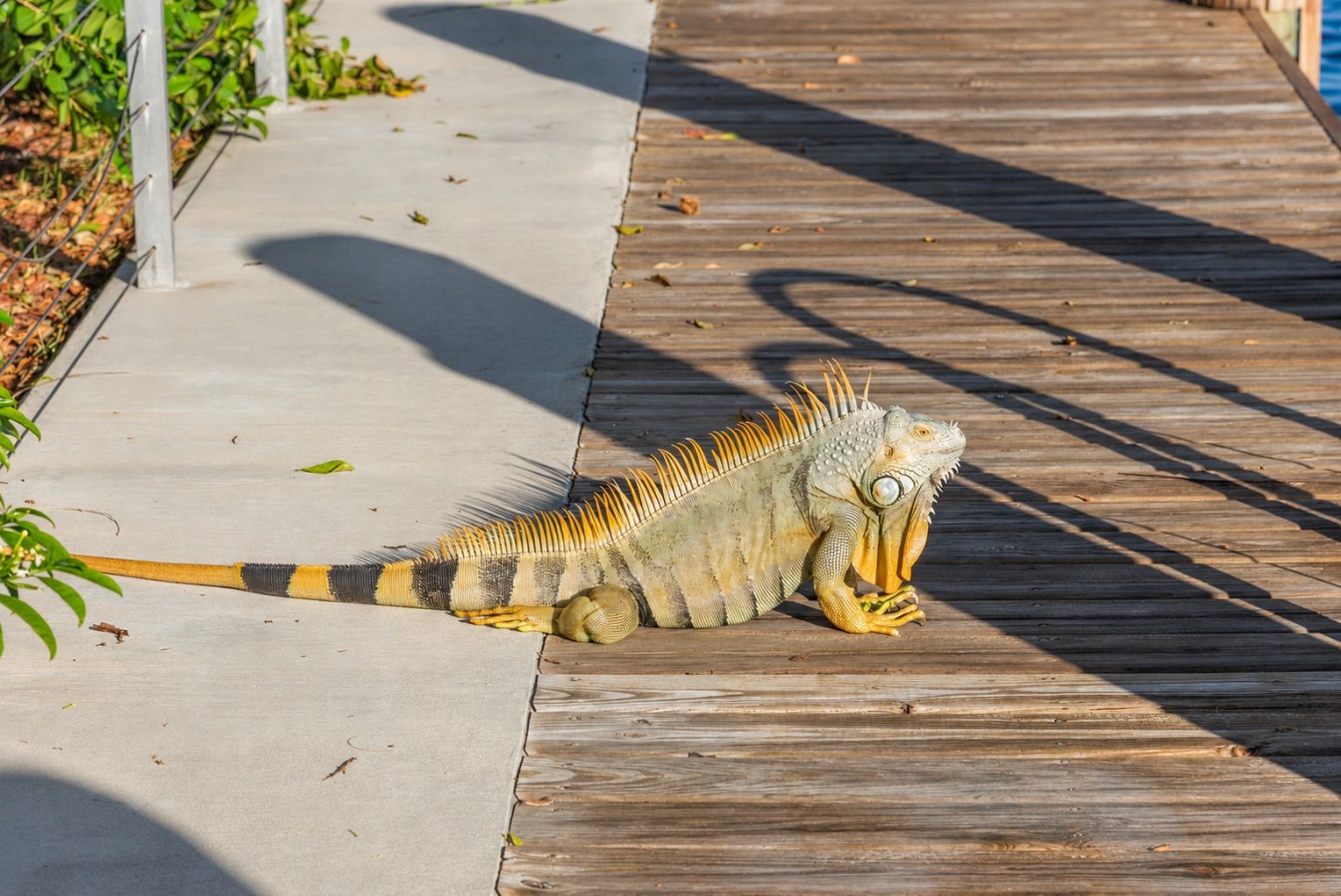 Iguana beside the waterfront dock