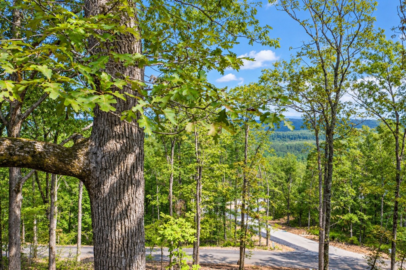 Sky High: Forest views and driveway