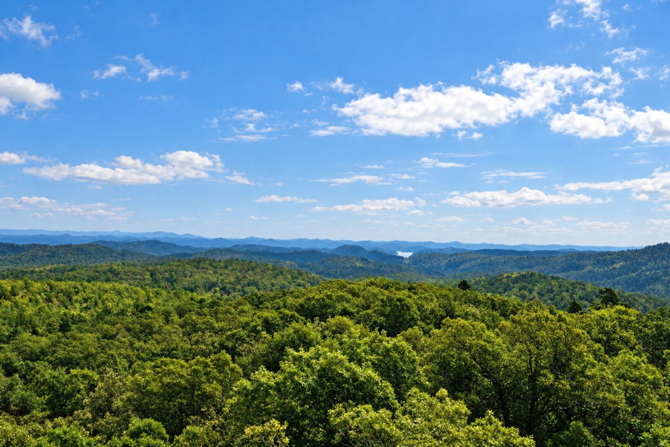 Sky High: Wooded landscape views