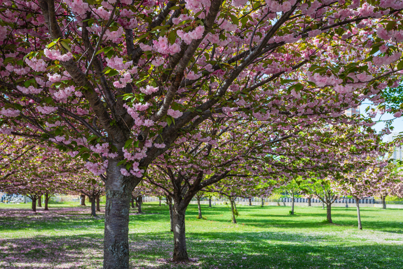 Cherry blossoms in bloom at Liberty State Park, steps from FLOHOM 16 | Isaac's Way