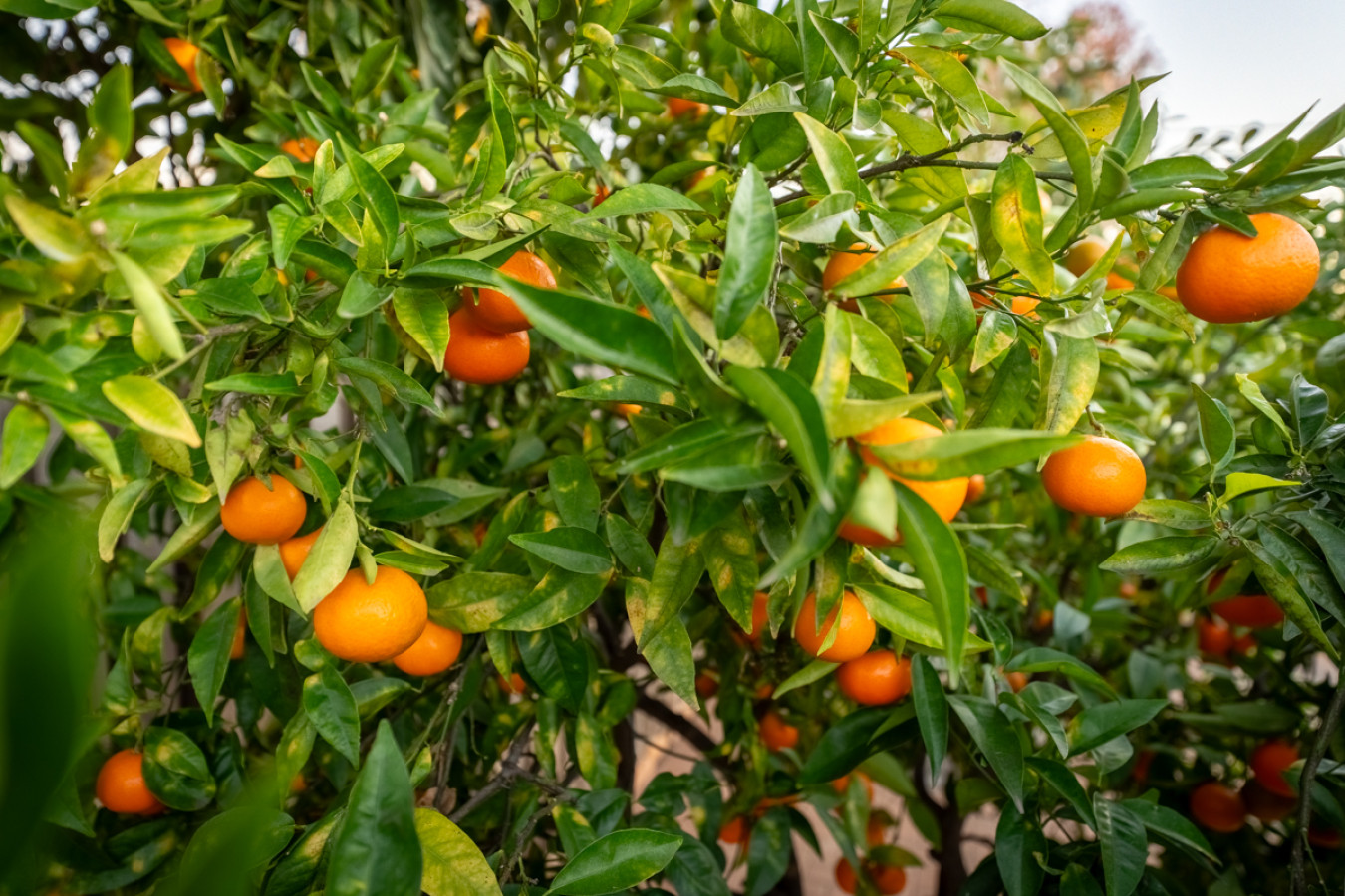 Pick & Stay! Fruitful 4bd Goleta Home (Pet Friendly) 5