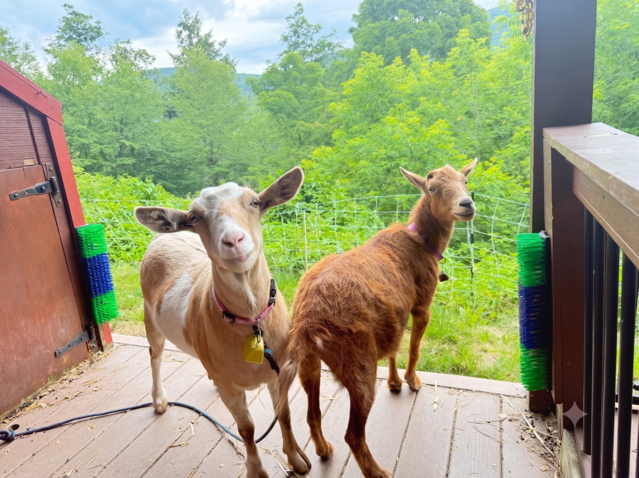 Jaa and Amy our resident goats!