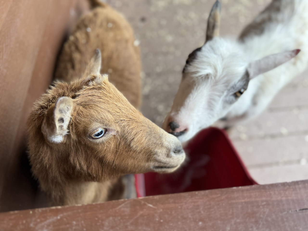 Friendly goat peeking through a fence.